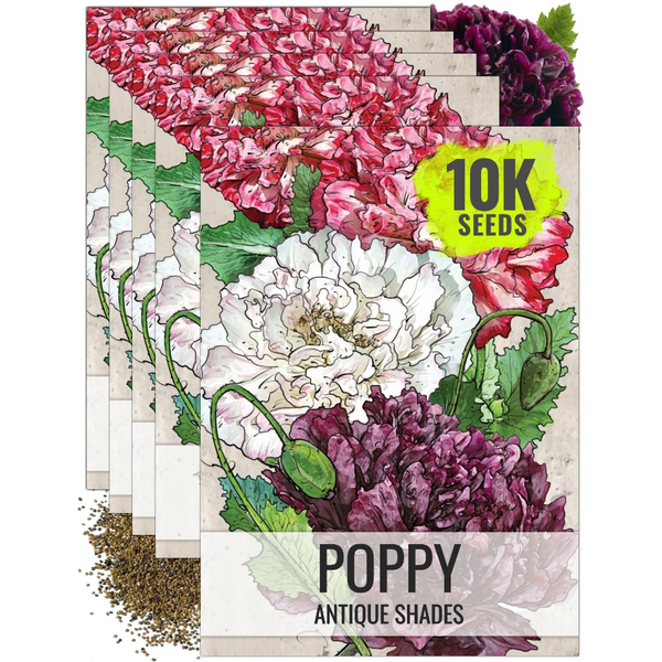 Antique Shades Peony Poppy Seeds For Planting (Papaver paeoniflorum)