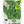 Sweet Basil Herb Seeds For Planting (Ocimum basilicum)