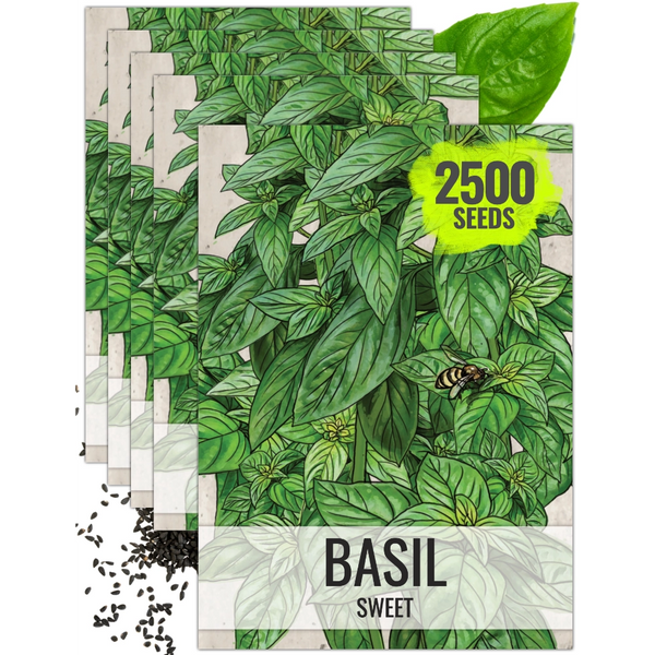 Sweet Basil Herb Seeds For Planting (Ocimum basilicum)