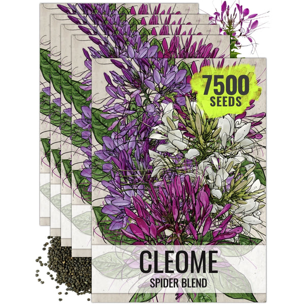 Cleome Seeds For Planting, Spider Mixture (Cleome hassleriana)