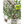 Thyme Herb Seeds For Planting (Thymus vulgaris)