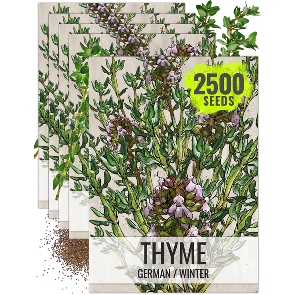 Thyme Herb Seeds For Planting (Thymus vulgaris)