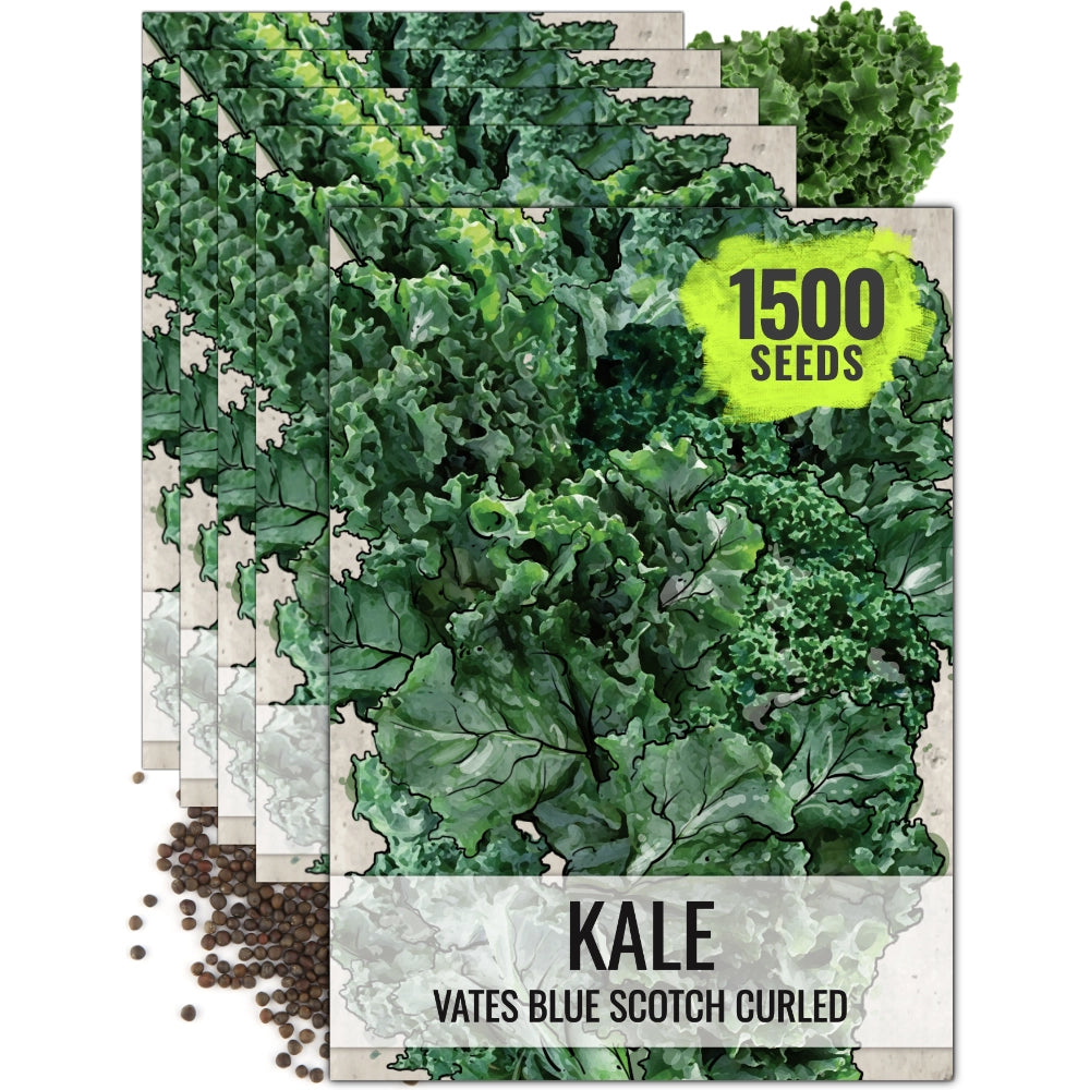 Kale Seeds For Planting, Vates Blue Scotch Curled (Brassica oleracea)