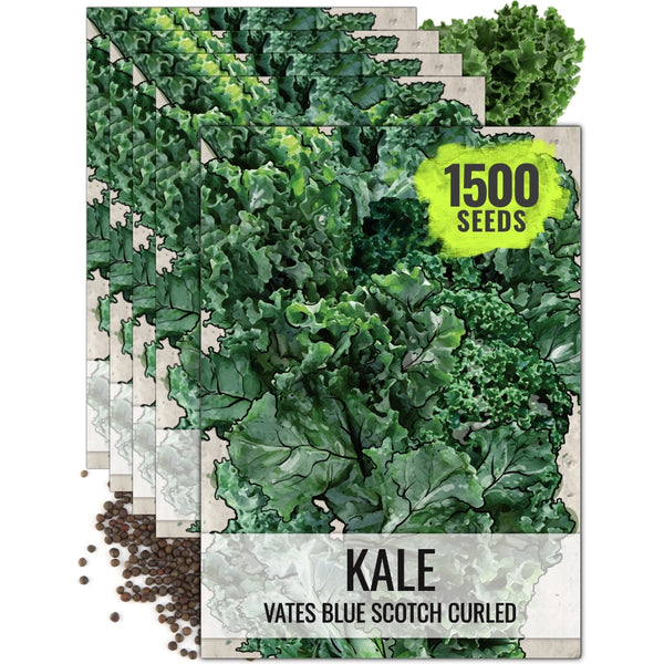 Kale Seeds For Planting, Vates Blue Scotch Curled (Brassica oleracea)