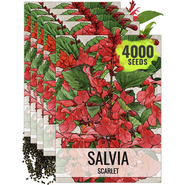 Scarlet Sage Seeds For Planting / Scarlet Salvia (Salvia coccinea)