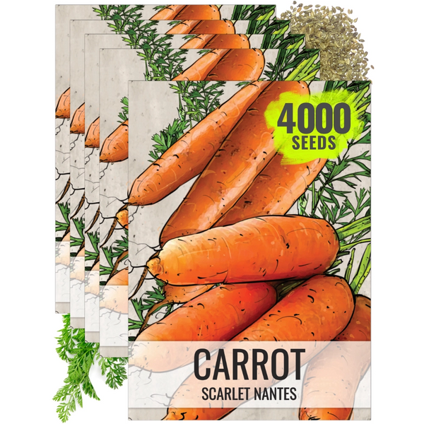 Scarlet Nantes Carrot Seeds For Planting (Daucus carota)