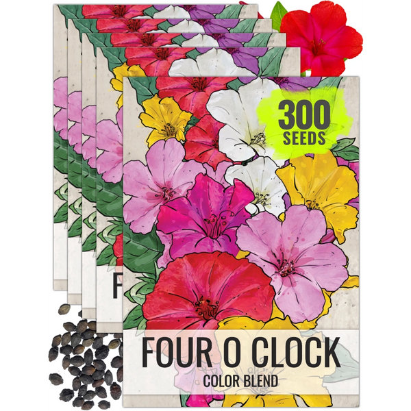 Mixed Four O' Clock Seeds For Planting (Mirabilis jalapa)
