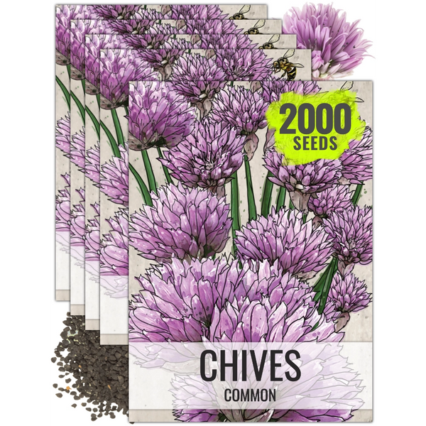 Common Chives Herb Seeds For Planting (Allium schoenoprasum)