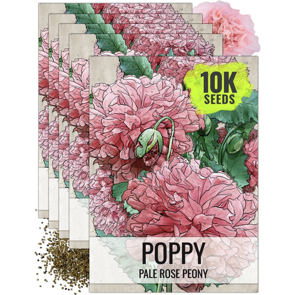 Pale Rose Peony Poppy Seeds For Planting (Papaver paeoniflorum)