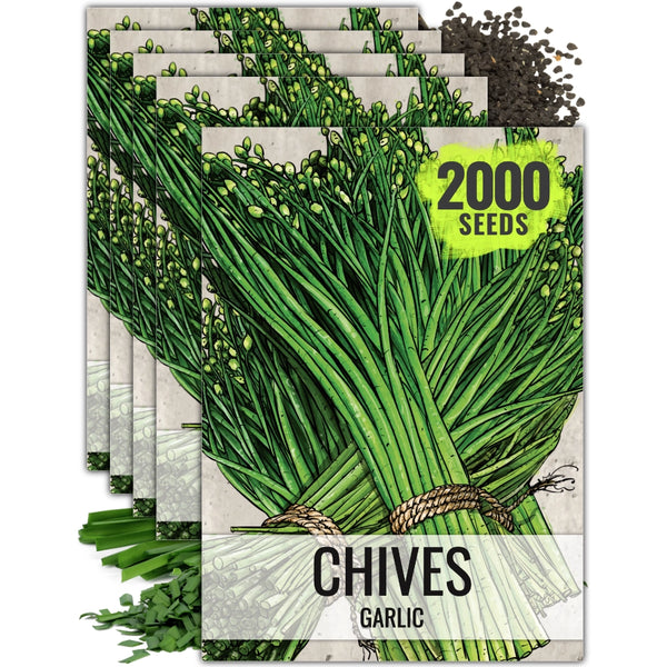 Garlic Chives Herb Seeds For Planting (Allium tuberosum)