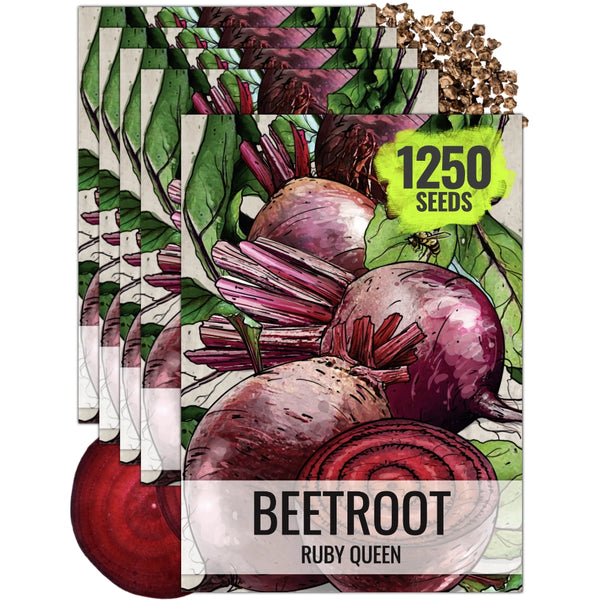 Ruby Queen Beet Seeds For Planting (Beta vulgaris)