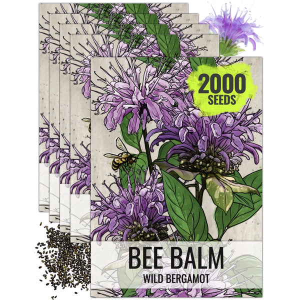 Wild Bee Balm Seeds For Planting (Monarda fistulosa)