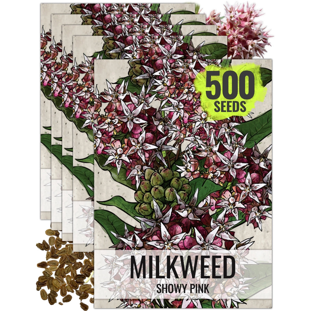 Showy Milkweed Seeds For Planting (Asclepias speciosa)