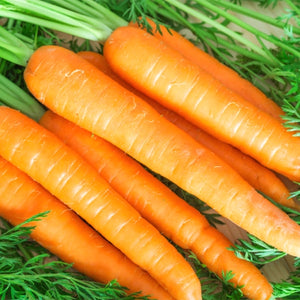 Tendersweet Carrot Seeds For Planting (Daucus carota)