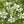 Caraway Herb Seeds For Planting (Carum carvi)