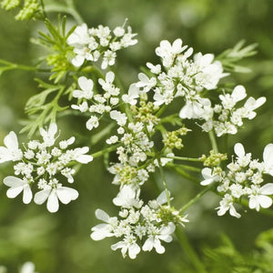 Caraway Herb Seeds For Planting (Carum carvi)
