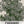 Caraway Herb Seeds For Planting (Carum carvi)