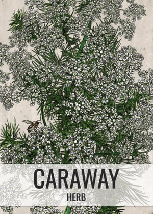 Caraway Herb Seeds For Planting (Carum carvi)