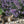 Catmint Herb Seeds For Planting (Nepeta mussinii)