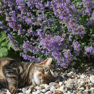 Catmint Herb Seeds For Planting (Nepeta mussinii)