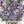 Catmint Herb Seeds For Planting (Nepeta mussinii)