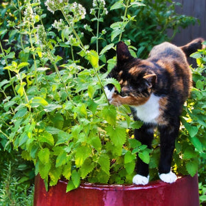 Catnip Herb Seeds For Planting (Nepeta cataria)