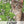 Catnip Herb Seeds For Planting (Nepeta cataria)