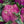 Purple Sicily Cauliflower Seeds For Planting (Brassica oleracea botrytis)