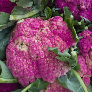 Purple Sicily Cauliflower Seeds For Planting (Brassica oleracea botrytis)