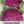 Purple Sicily Cauliflower Seeds For Planting (Brassica oleracea botrytis)