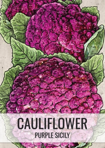 Purple Sicily Cauliflower Seeds For Planting (Brassica oleracea botrytis)