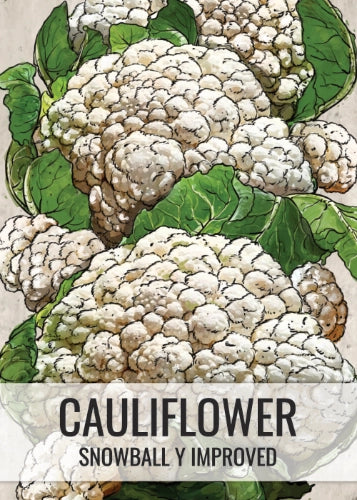 Snowball Y Improved Cauliflower Seeds For Planting (Brassica oleracea)