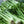 Utah 52-70 Celery Seeds For Planting (Apium graveolens)