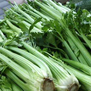 Utah 52-70 Celery Seeds For Planting (Apium graveolens)