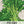 Utah 52-70 Celery Seeds For Planting (Apium graveolens)