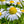 German Chamomile Herb Seeds For Planting (Matricaria recutita)