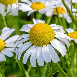 German Chamomile Herb Seeds For Planting (Matricaria recutita)