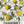 German Chamomile Herb Seeds For Planting (Matricaria recutita)