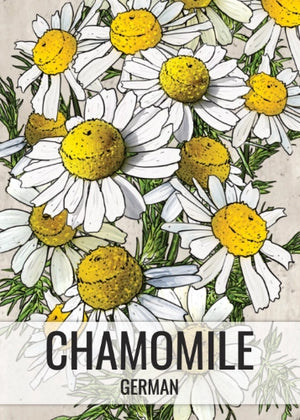 German Chamomile Herb Seeds For Planting (Matricaria recutita)