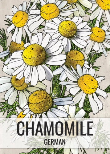 German Chamomile Herb Seeds For Planting (Matricaria recutita)