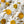 Roman Chamomile Herb Seeds For Planting (Anthemus nobilis)