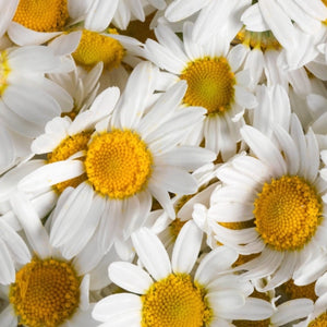 Roman Chamomile Herb Seeds For Planting (Anthemus nobilis)