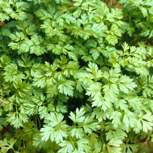 Chervil Herb Seeds For Planting (Anthriscus cerefolium)