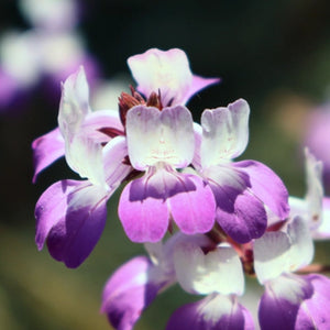 Chinese Houses Seeds For Planting (Collinsia heterophylla)