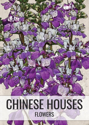 Chinese Houses Seeds For Planting (Collinsia heterophylla)