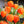 Chinese Lantern Seeds For Planting (Physalis alkekengi)