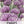 Common Chives Herb Seeds For Planting (Allium schoenoprasum)