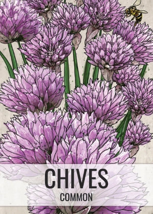 Common Chives Herb Seeds For Planting (Allium schoenoprasum)