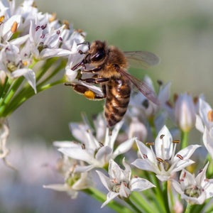 Garlic Chives Herb Seeds For Planting (Allium tuberosum)