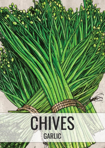Garlic Chives Herb Seeds For Planting (Allium tuberosum)